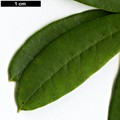 SpeciesSub: var. hemidartum 